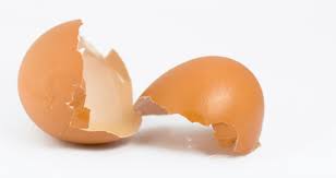 egg shell